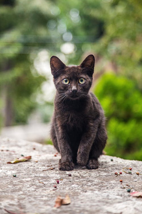 Black Cat on Gray Concrete Ground