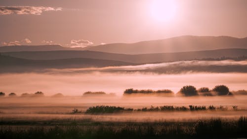 Fields in the Morning Fog