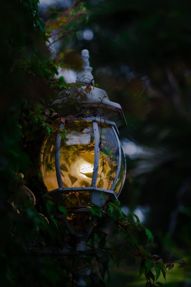 A Lamp Near Green Leaves