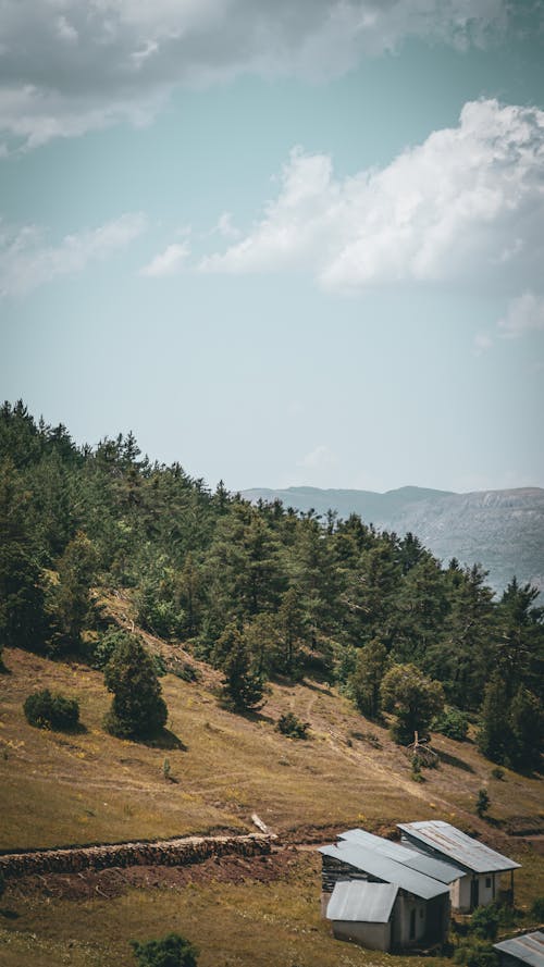 Forest on Hill in Countryside