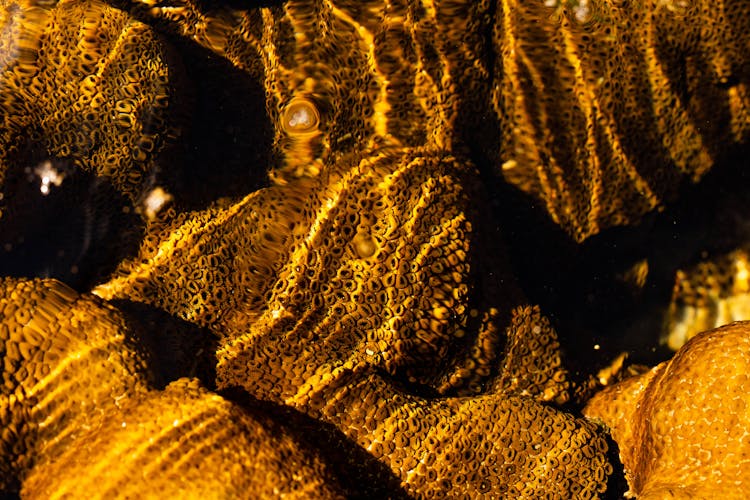 Close-up Of Corals Underwater