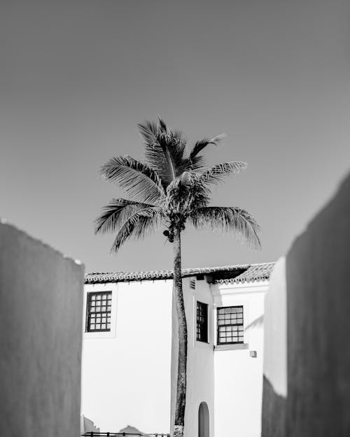 Grayscale Photo of White Houses and Palm Tree