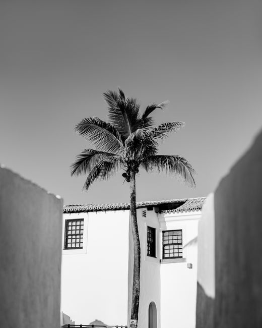 Grayscale photo of a palm tree framed by colonial-style buildings in Salvador, Brazil.