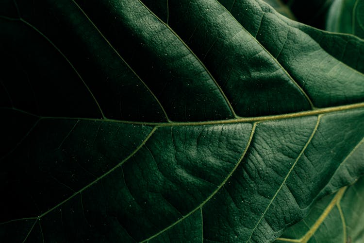 Green Leaf In Close-Up Photography