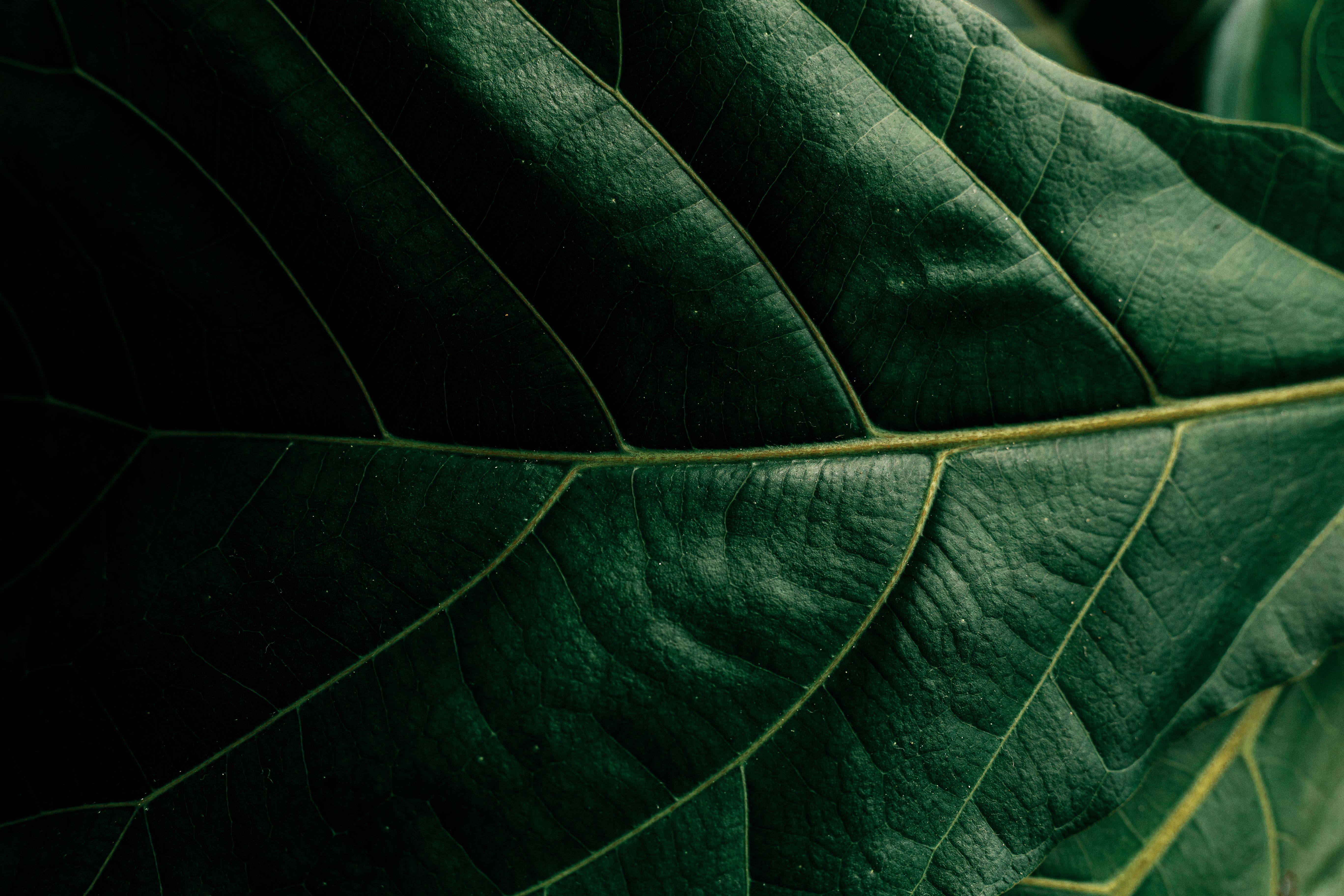 Green Flat Oblong Leaf Plant on Close Up Photography · Free Stock Photo