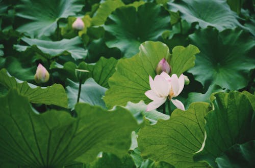 Close-Up Photo of White Lotus Flower