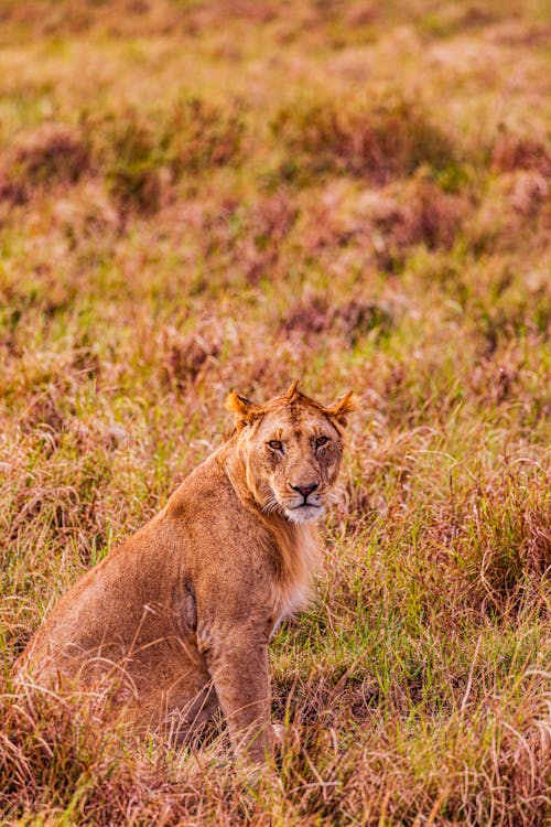 Brown Lion Sitting on Grass Field