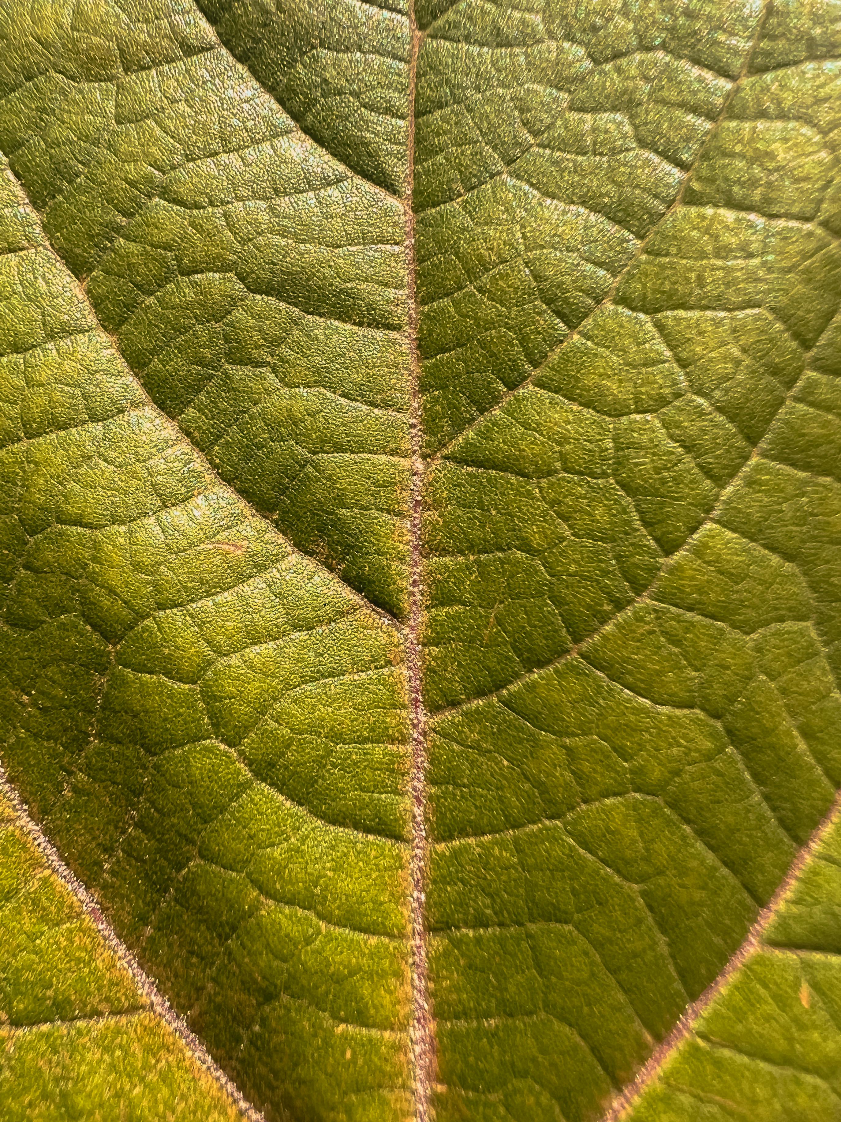 Close-up of a vibrant green leaf showcasing detailed texture and patterns in Mexico City.