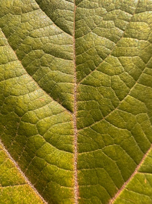 Close-up of a Green Leaf 