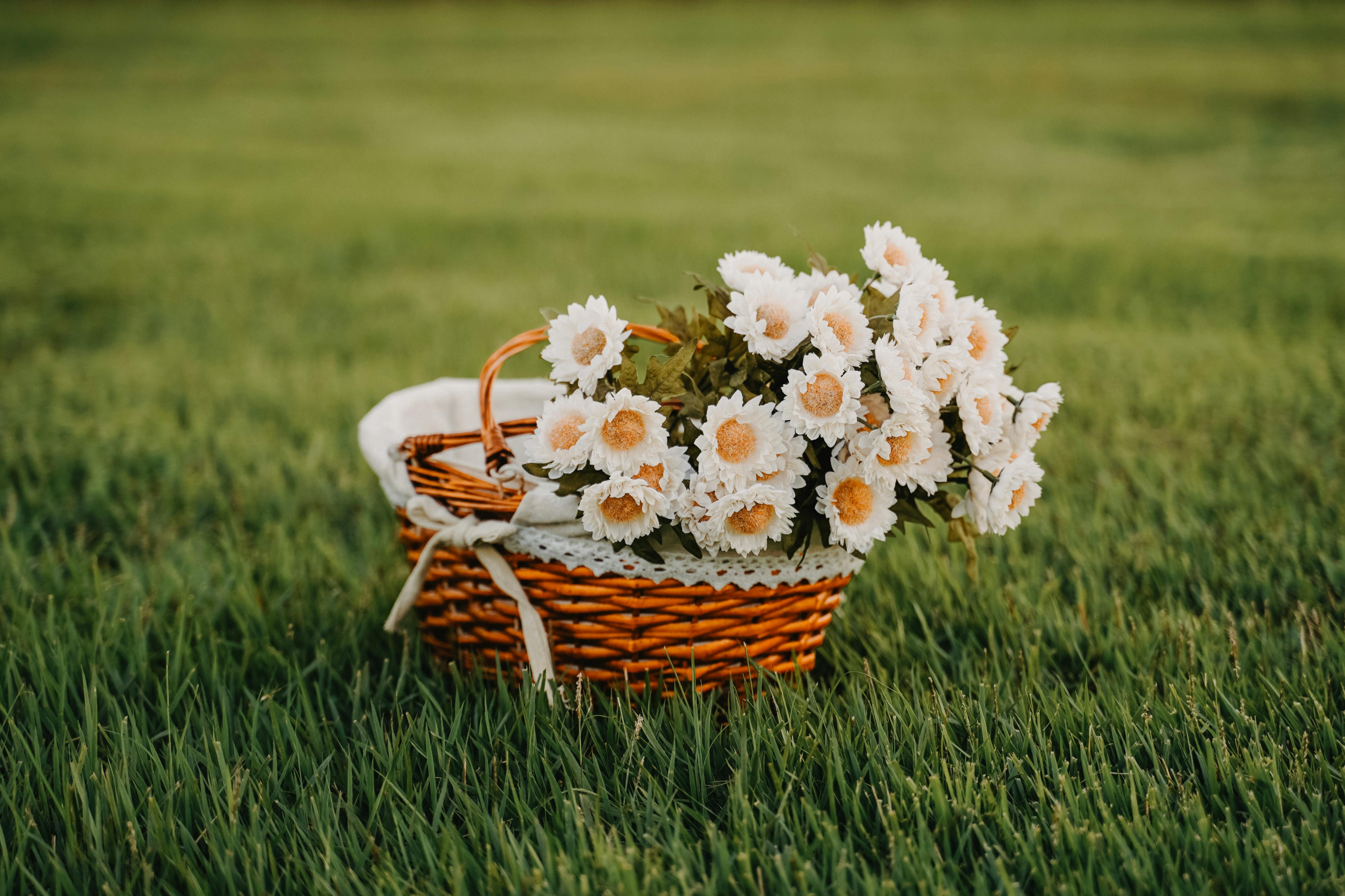 A wicker basket filled with white daisies sits on lush green grass, exuding rustic charm and serenity.