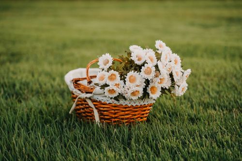 Free A wicker basket filled with white daisies sits on lush green grass, exuding rustic charm and serenity. Stock Photo