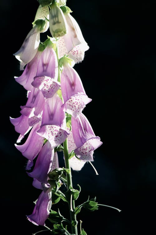 Purple Flowers in Close Up Photography