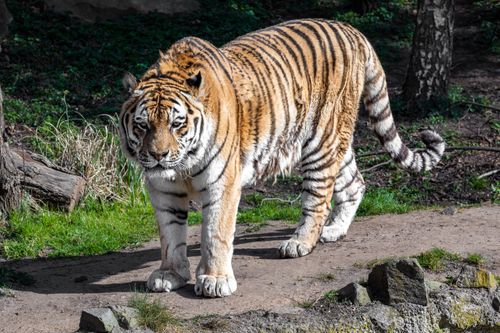 Free Close-up of an Amur tiger walking in Leipzig Zoo, showcasing its majestic stripes and powerful stance. Stock Photo