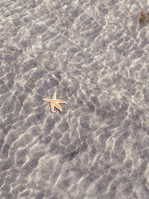 Δωρεάν στοκ φωτογραφιών με αστερίας, θάλασσα, παραλία