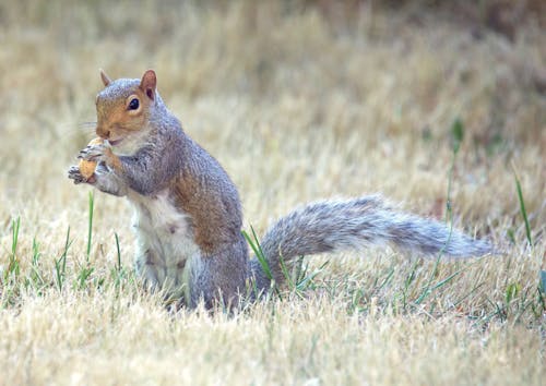 Gray Squirrel on Green Grass