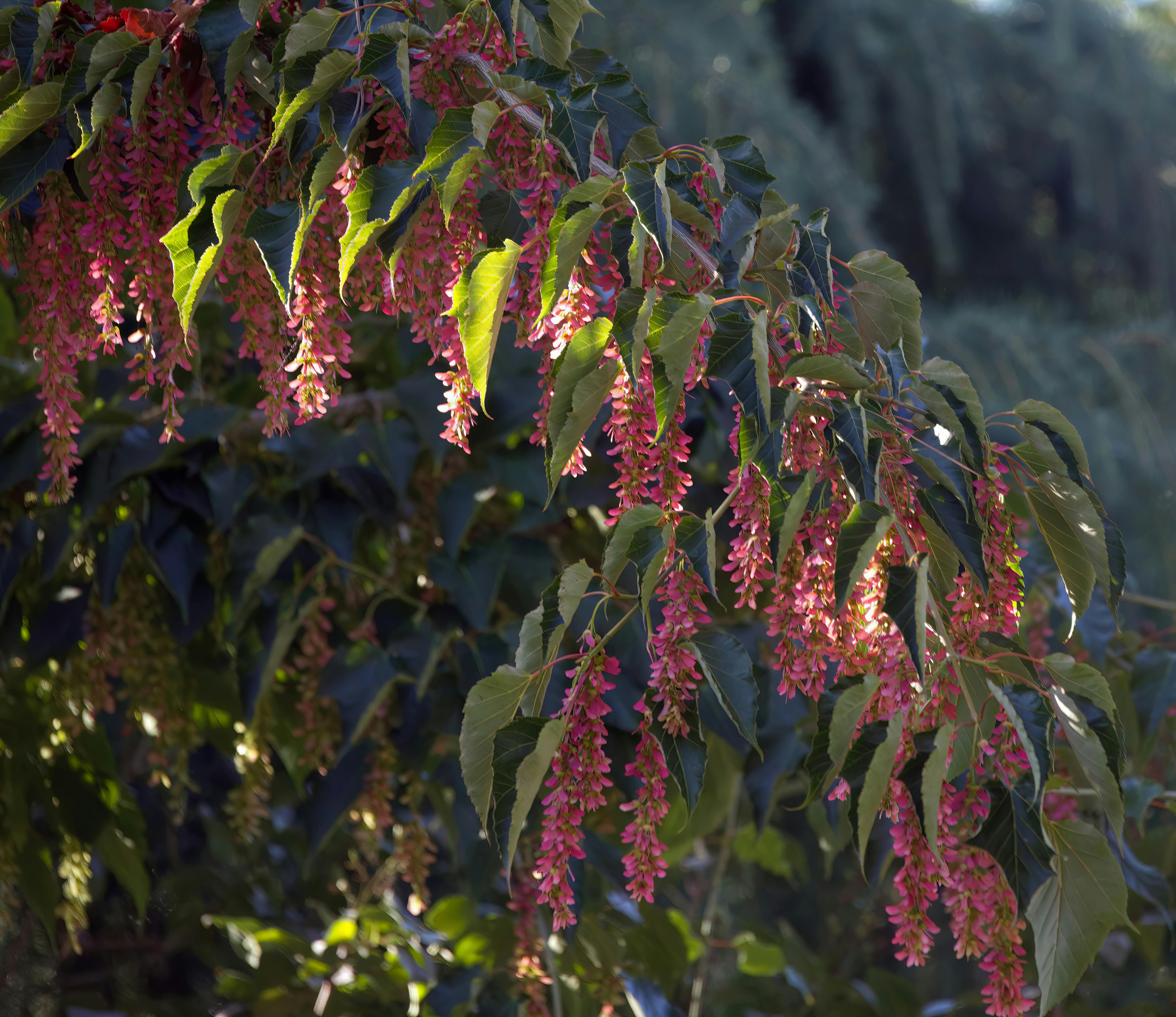 Ruby Slippers Amur Maple Photos, Download The BEST Free Ruby Slippers