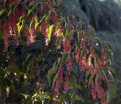 Free Close-up of pink flowers on a Ruby Slippers Amur Maple, highlighted by sunlight. Stock Photo