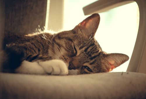 Free Close-up of a tabby cat peacefully sleeping with sunlight streaming in. Warm and cozy atmosphere. Stock Photo