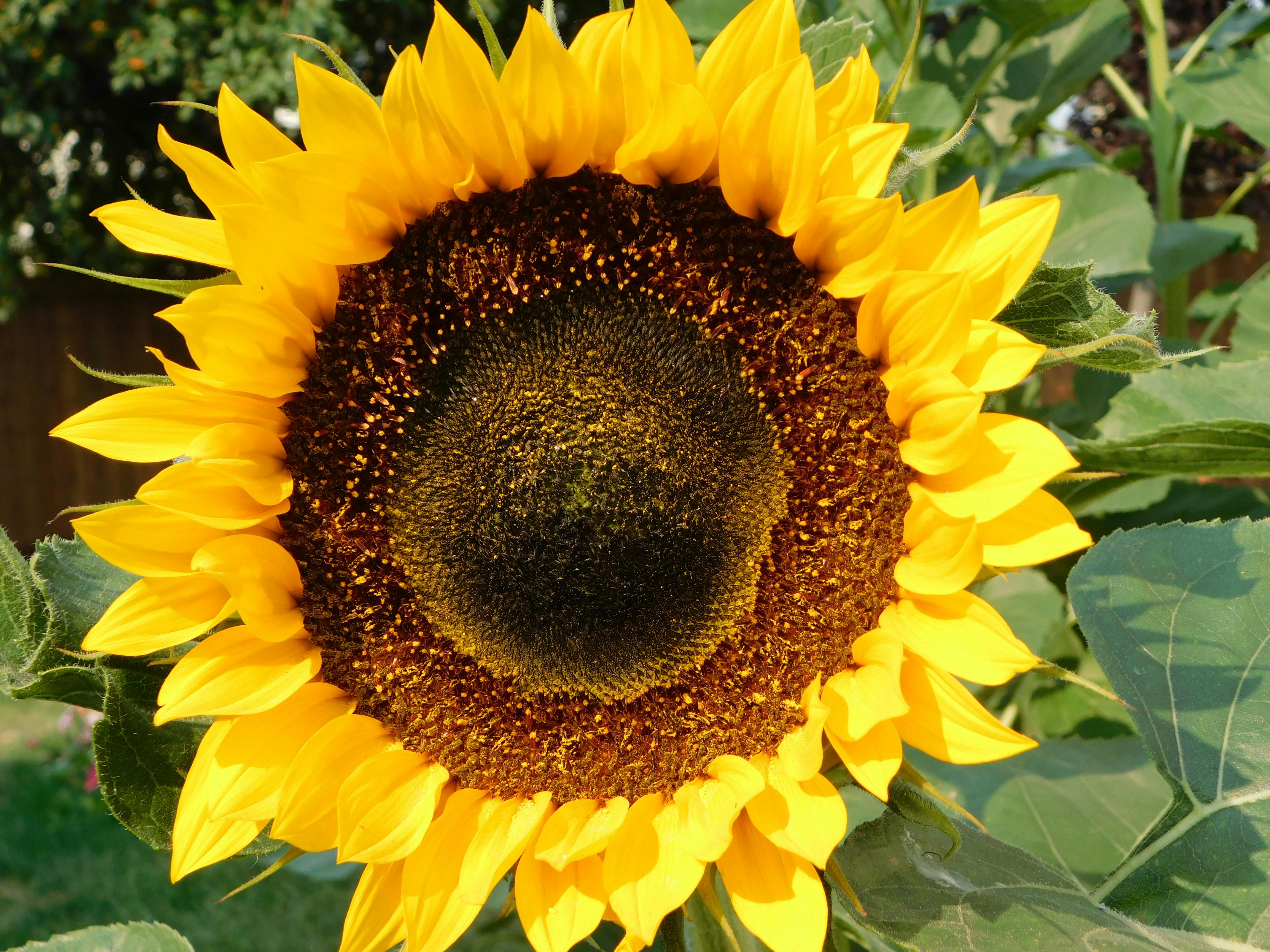 Free stock photo of Sunshine Flower In The Garden