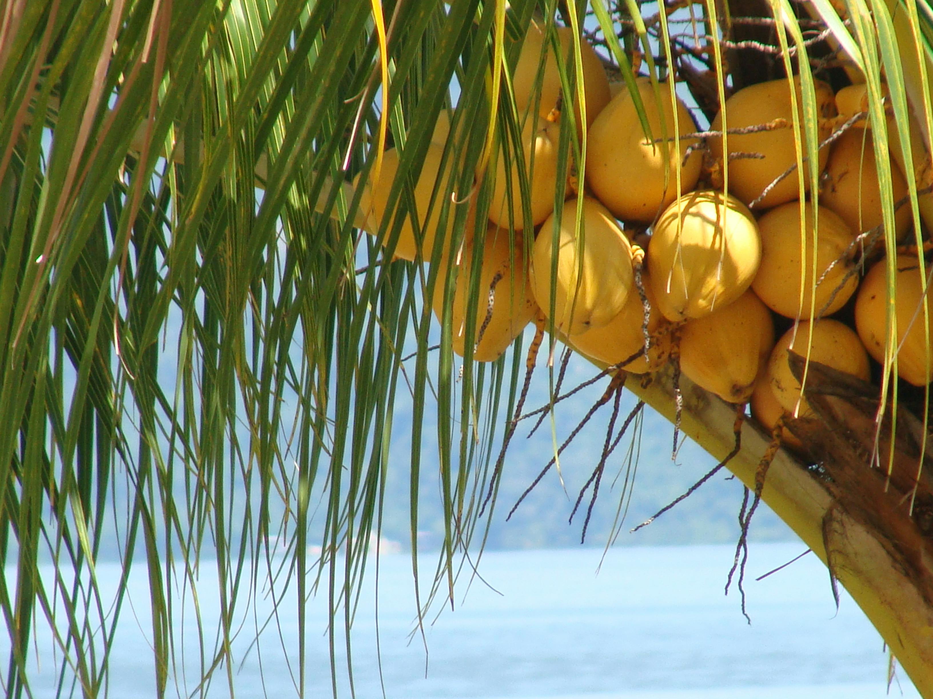 Free stock photo of coconut, cocos