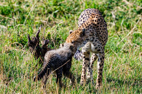Cheetah on Green Grass