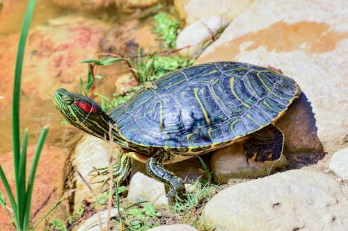 Black and Yellow Turtle on Brown Rock