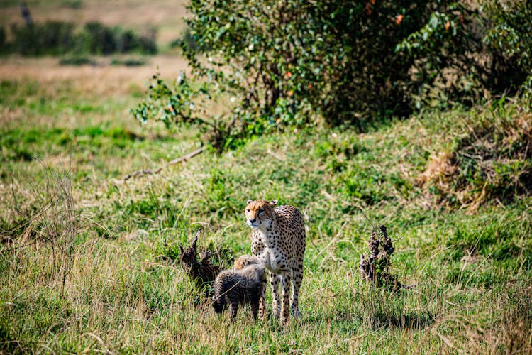 Cheetah Standing In Grass With Its Cub