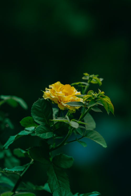 Yellow Flower With Green Leaves