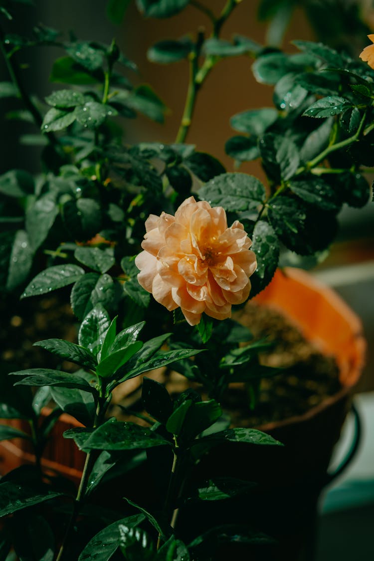 Orange Flower In Bloom