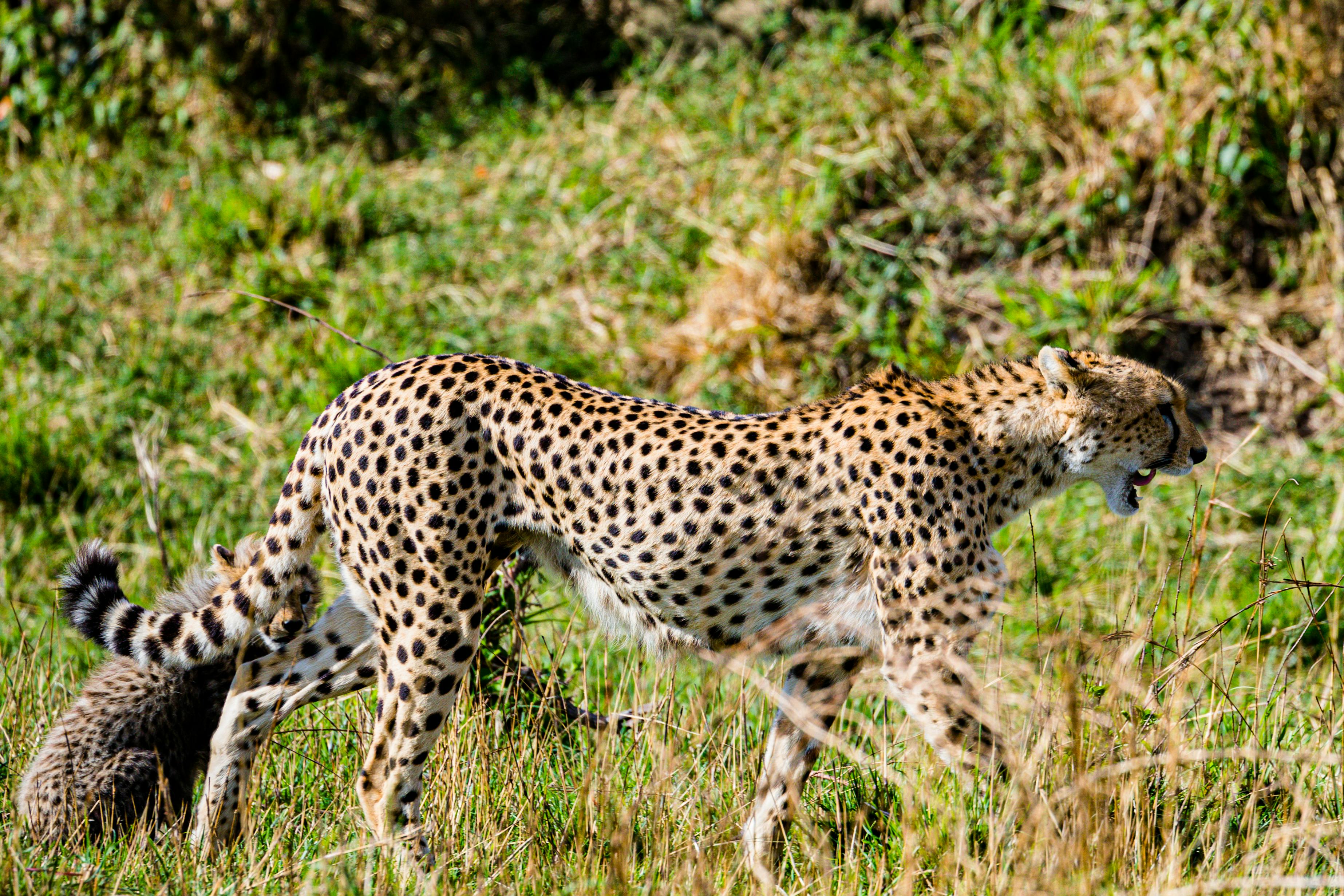 Safari Ltd® Running Cheetah