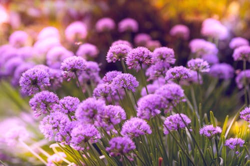 Photographie De Mise Au Point Sélective De Fleurs Pétales Pourpres