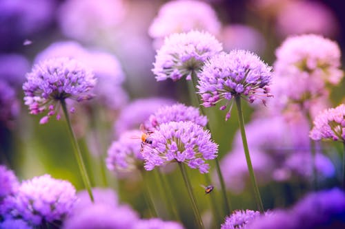 紫色葱属花的选择性聚焦摄影