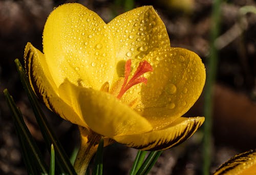 A Yellow Flower with Water Droplets in Close-up Shot