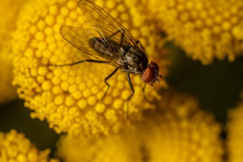 Gratis Fotos de stock gratuitas de de cerca, fotografía de insectos, fotografía macro Foto de stock