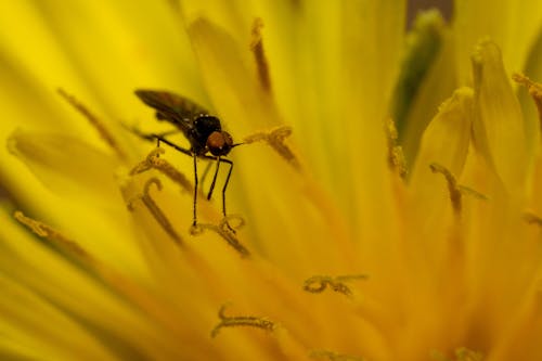 Ücretsiz böcek, doğa, kapatmak içeren Ücretsiz stok fotoğraf Stok Fotoğraflar