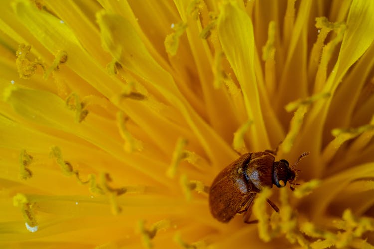 Bug On Flower Stamens