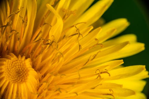 A Close-up Shot of Yellow Flower in Full Bloom