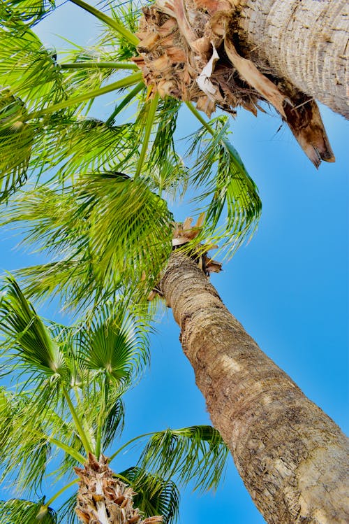 Low Angle Shot of Coconut Trees Under Blue Sky