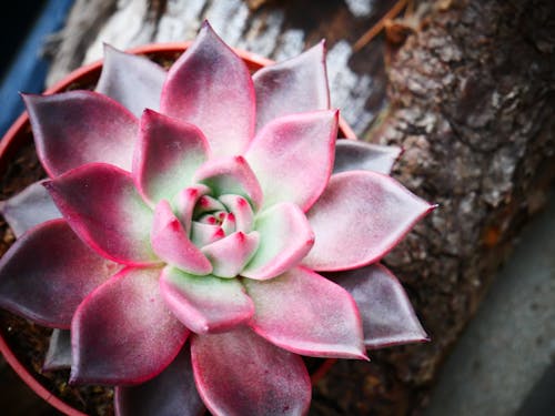 Succulent Plant