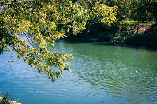강, 개울, 녹색의 무료 스톡 사진