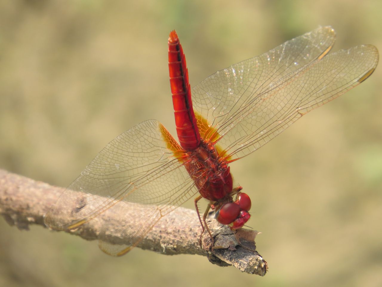 vivid macro image of a scarlet dragonfly resting on a branch with a so