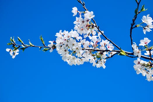 A vibrant branch of cherry blossoms set against a clear blue sky in Washington, DC.