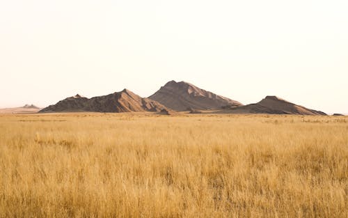Dry Landscape with Grass and Mountains