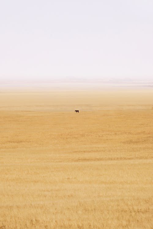 A Horse Alone on the Yellow Grass Field 