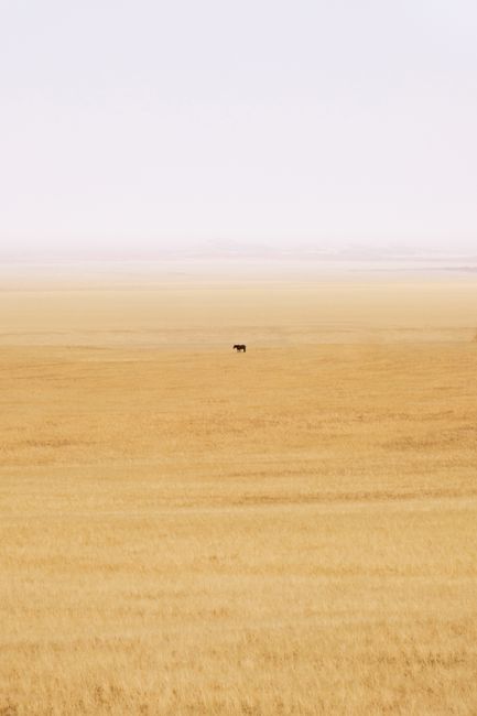 A lone horse stands amidst the vast, golden grass fields of Solitaire, Namibia.