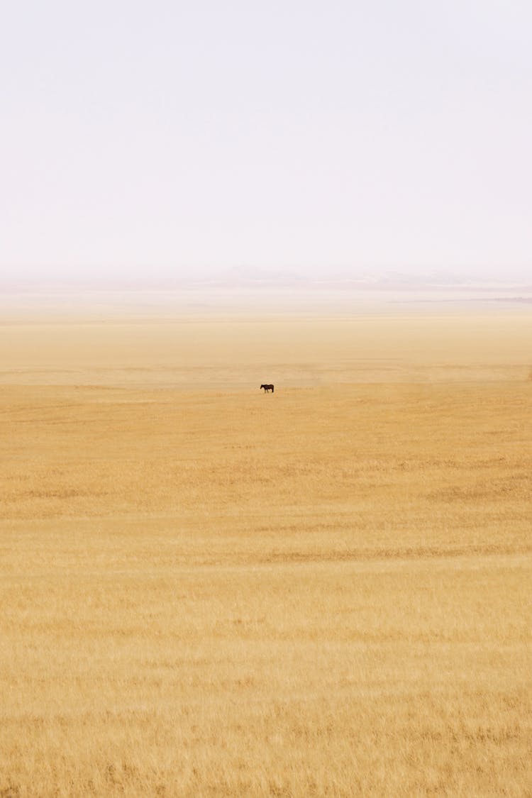 A Horse Alone On The Yellow Grass Field 