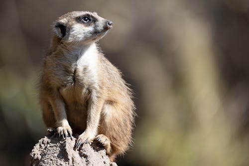 Foto d'estoc gratuïta de animal, fotografia d'animals, mamífer