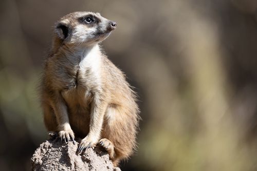 Free A meerkat perched on a rock, attentively surveying its surroundings in Leipzig. Stock Photo