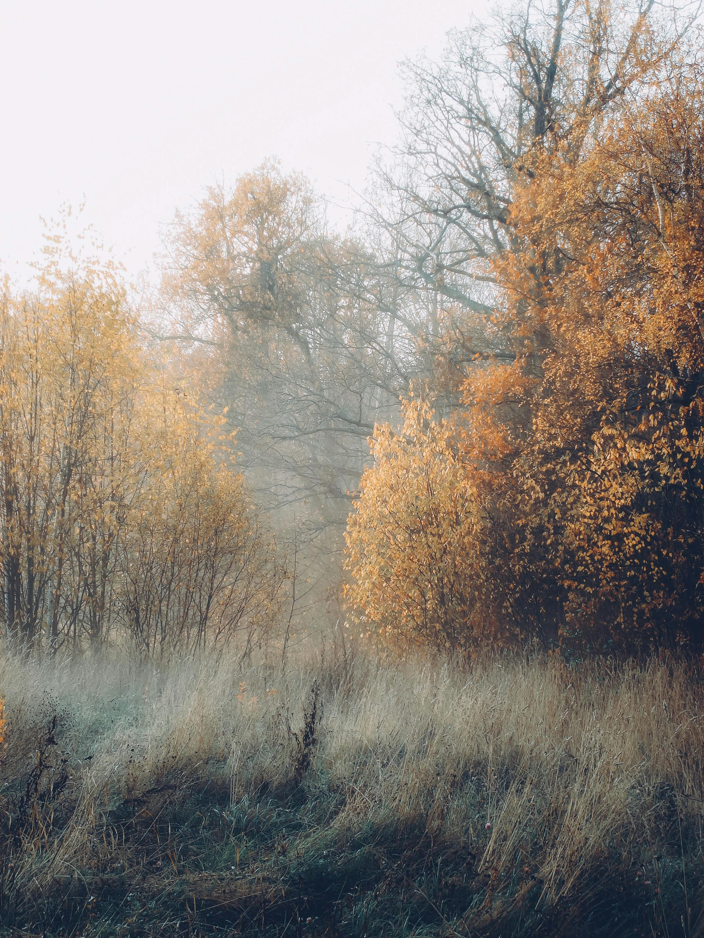 Foggy Green Trees in the Forest · Free Stock Photo