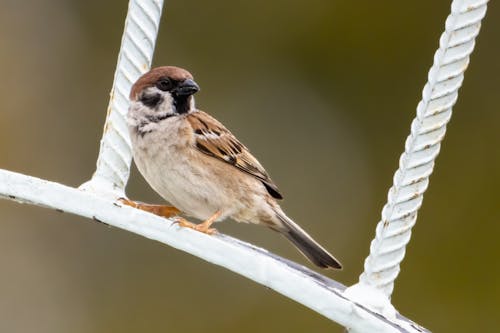 Gratis lagerfoto af dyr, dyreliv, eurasian tree sparrow